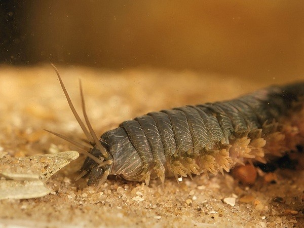 5[-]loài[-]sâu[-]đáng[-]sợ[-]nhất[-]hành[-]tinh[-]5